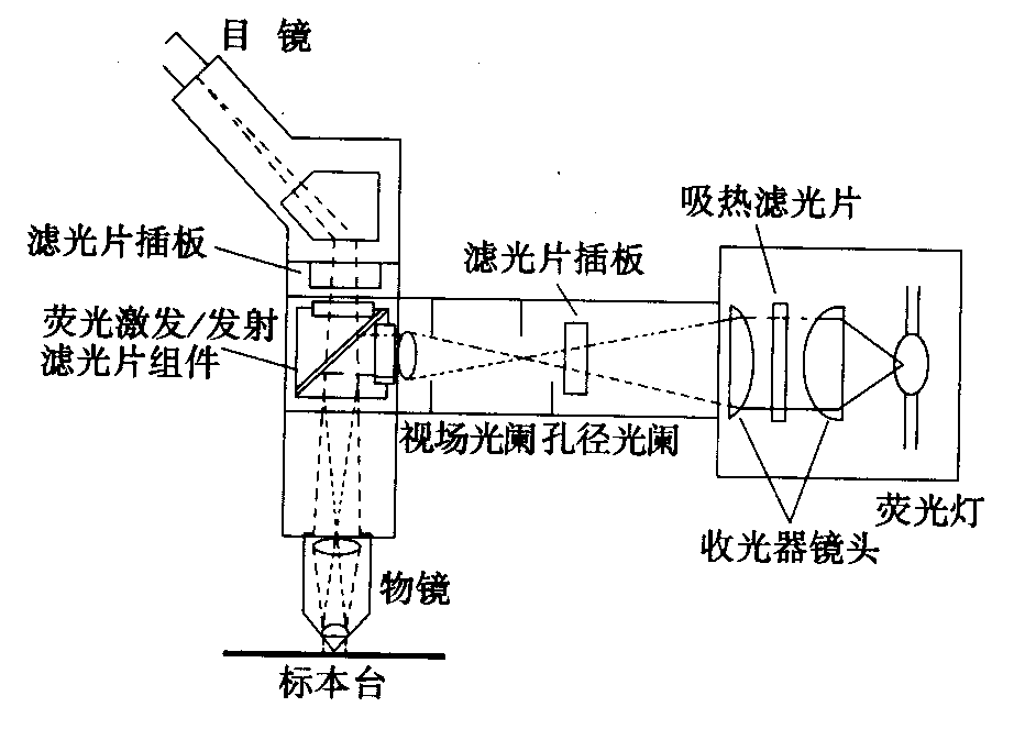 熒光顯微鏡原理圖，激發(fā)濾板和壓制濾色系統(tǒng)